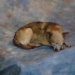 dog taxidermy