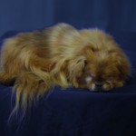 fluffy dog taxidermy