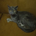 grey cat taxidermy