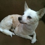 chihuahua dog taxidermy