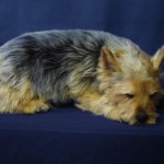 sleeping dog taxidermy