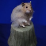 mouse pet taxidermy