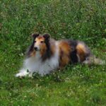 What Drives Dog Taxidermy Cost per Pound?