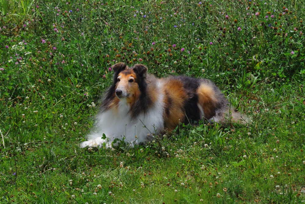 What Drives Dog Taxidermy Cost per Pound?