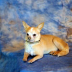 How Much Does Pet Preservation Cost? Breaking Down the Expenses