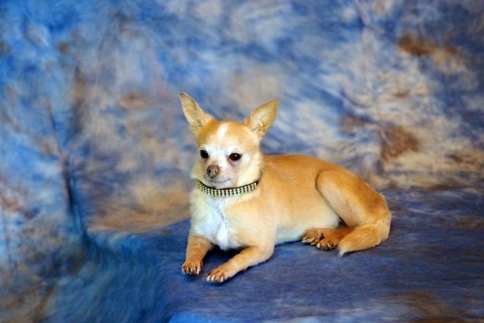 how long does it take to preserve a pet how long does it take to preserve a pet