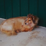 golden dog taxidermy
