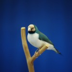 white and blue bird taxidermy