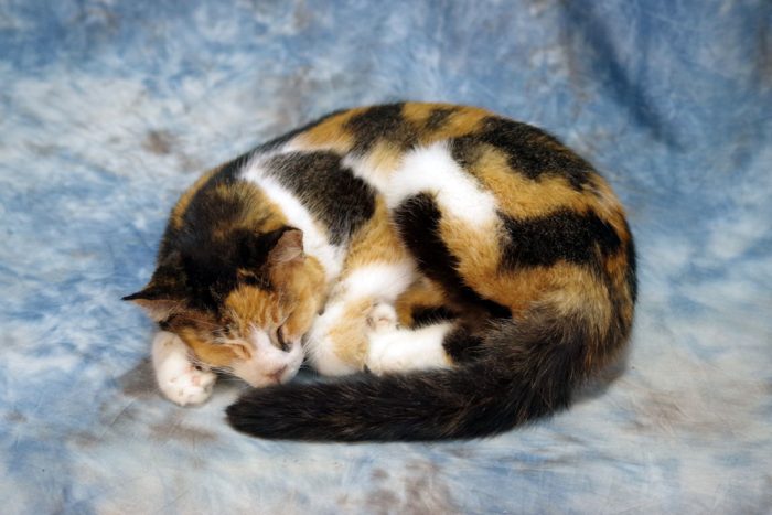 how do you clean a preserved pet how do you clean a preserved pet