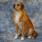 golden and white dog taxidermy
