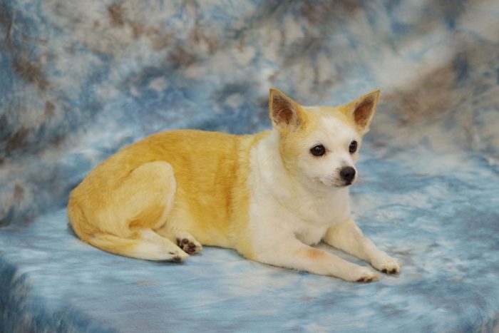 Dog Taxidermy Cost Per Pound Factors Dog taxidermy pricing example and what affects cost per pound