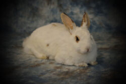 What Does a Rabbit Taxidermy Cost Chart Show? What Does a Rabbit Taxidermy Cost Chart Show?