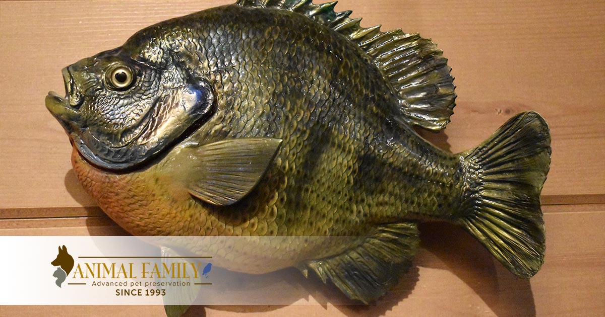 How to Taxidermy a Fish: An Artful Preservation