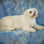 What Should I Expect During the Taxidermy Process for My Pet?