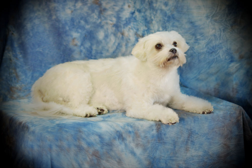 What Should I Expect During the Taxidermy Process for My Pet?