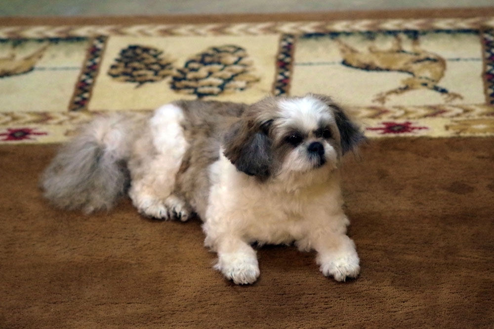 How Can I Ensure My Pet Looks Natural After Taxidermy?