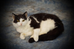 How Much Is Cat Taxidermy Shipping Cost? How Much Is Cat Taxidermy Shipping Cost?