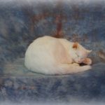 WHITE CAT (1)