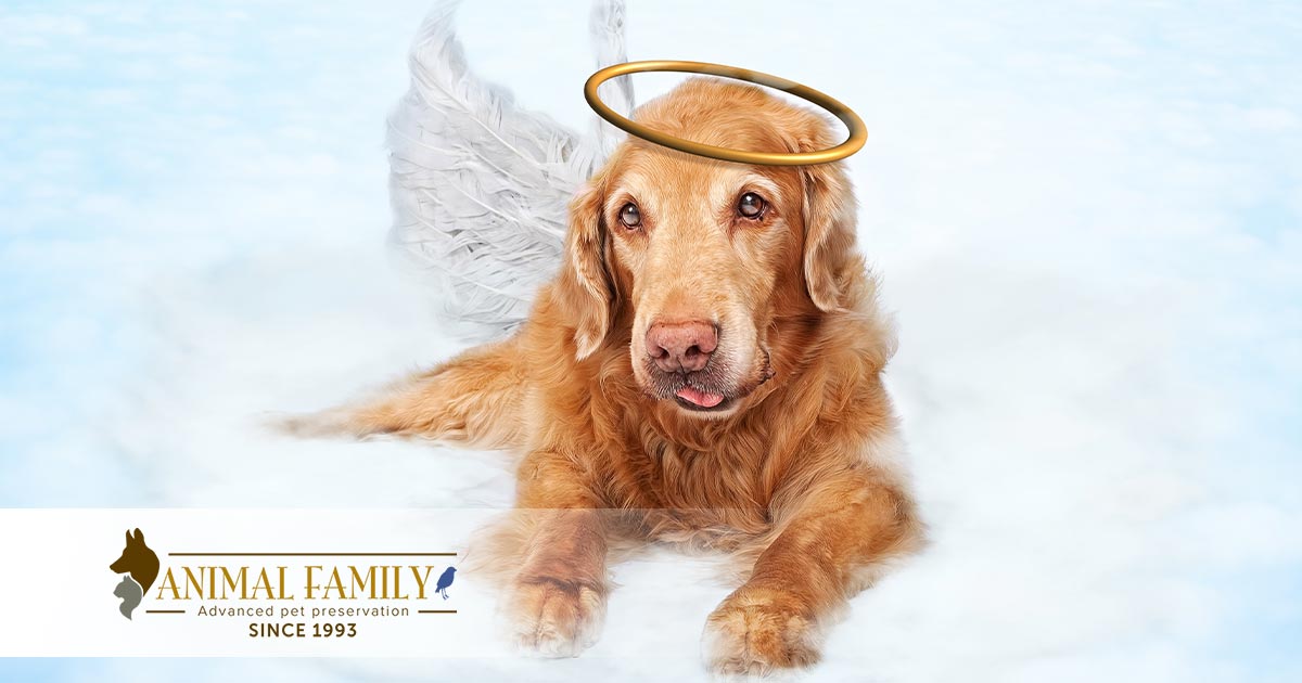 angel dog