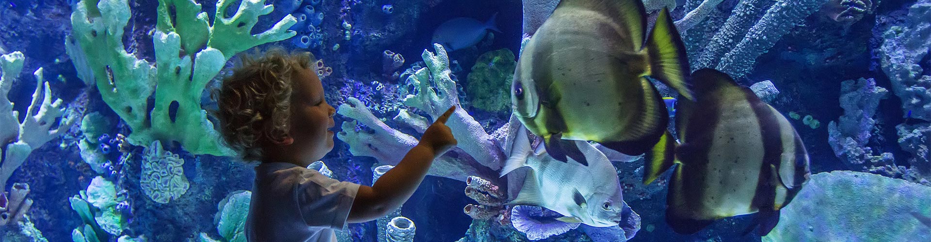 young girl look at a fish in a aquarium 