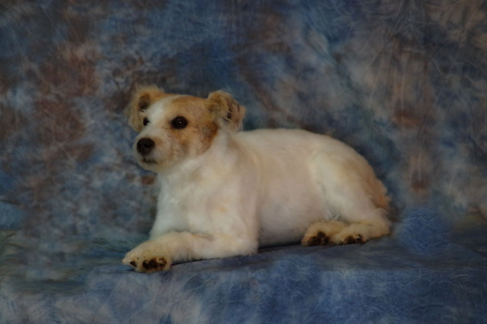 Why More Pet Owners Are Choosing Taxidermy Over Cremation