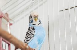 bird cremation service bird cremation service