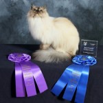 award winning cat taxidermy