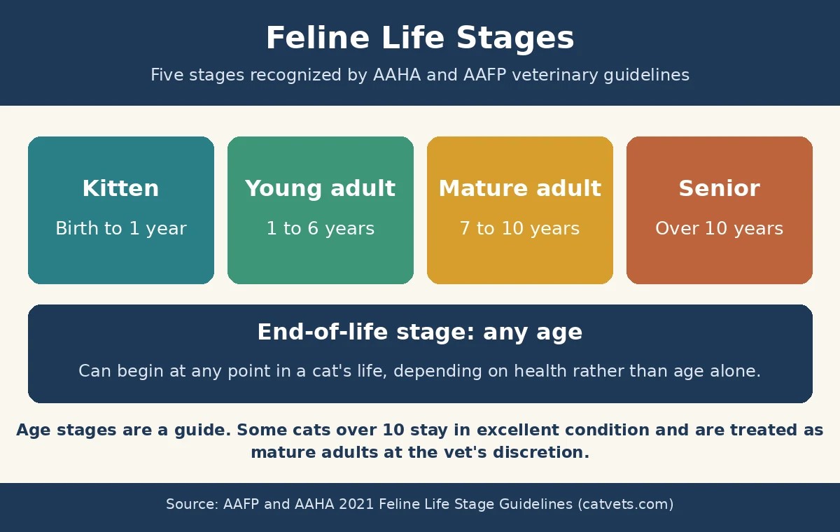 Feline life stages recognized by AAHA and AAFP veterinary guidelines Chart of feline life stages: kitten, young adult, mature adult, senior, and end of life at any age
