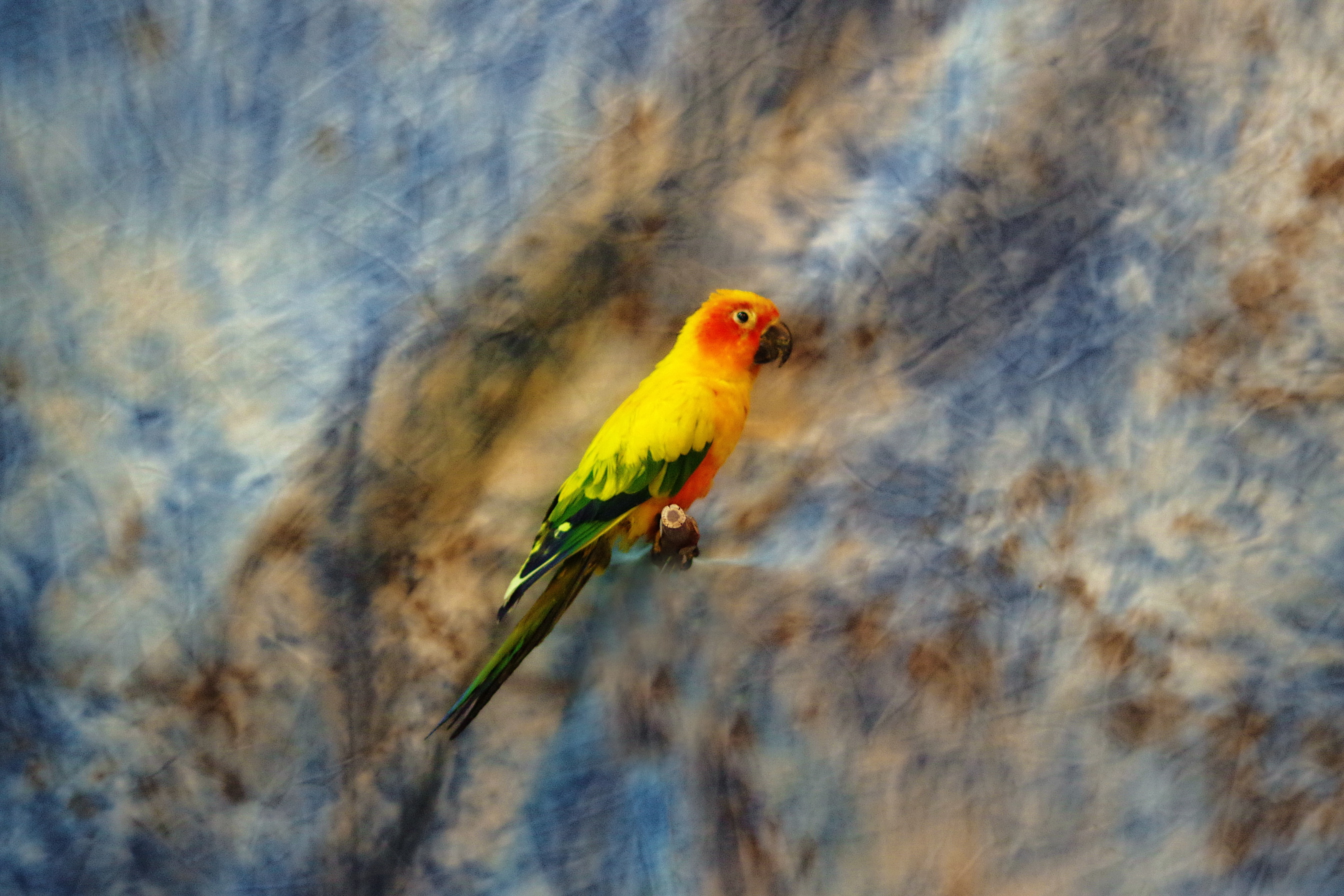 conure