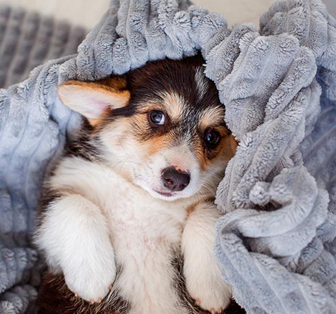 dog in a blanket