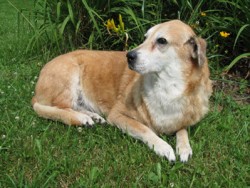 Professional pet preservation for dogs Preserved dog resting outdoors after professional pet preservation