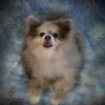 Can I Choose the Pose of My Pet in Taxidermy?