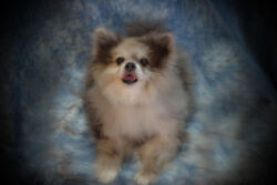 Can I Choose the Pose of My Pet in Taxidermy? Can I Choose the Pose of My Pet in Taxidermy?