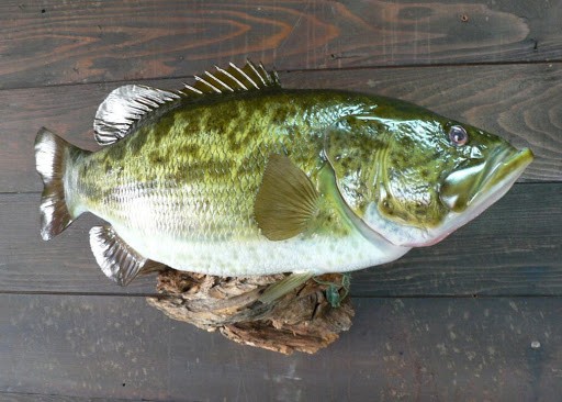 fish taxidermy