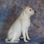 white freeze dried dog