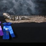 lizard taxidermy with ribbon