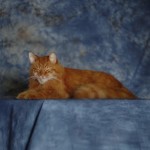 orange and white face cat taxidermy