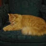fluffy orange cat taxidermy