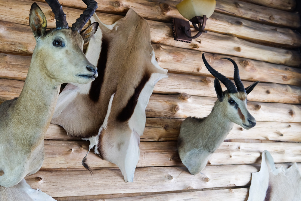 Animal heads showing meaning of taxidermy