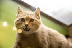 How Do You Preserve a Cat for Taxidermy? How Do You Preserve a Cat for Taxidermy?