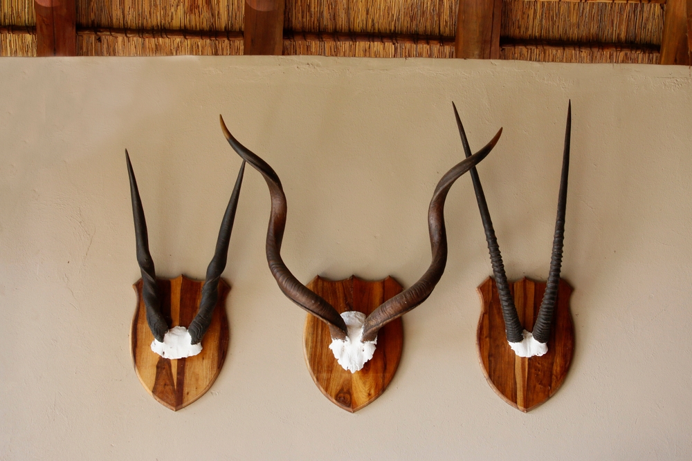 taxidermy mounts