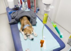 Pet Preservation After Euthanasia: Your Options and First Steps Pet Preservation After Euthanasia: Your Options and First Steps