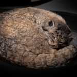 a cat curled up on a black surface taxidermy after cat dying stages