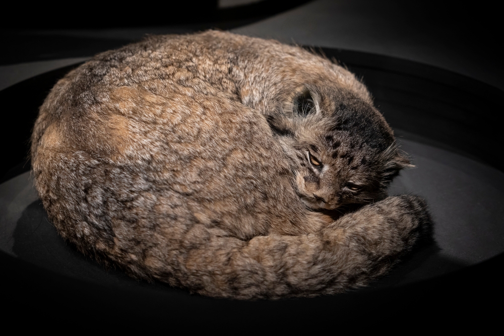 a cat curled up on a black surface taxidermy after cat dying stages