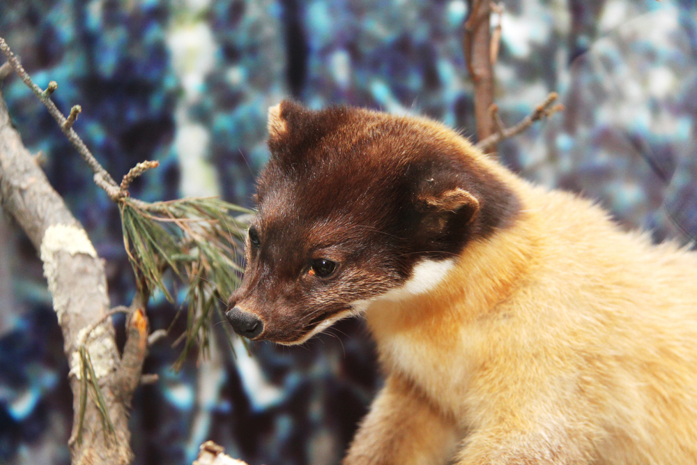 squirrel pet taxidermy sample