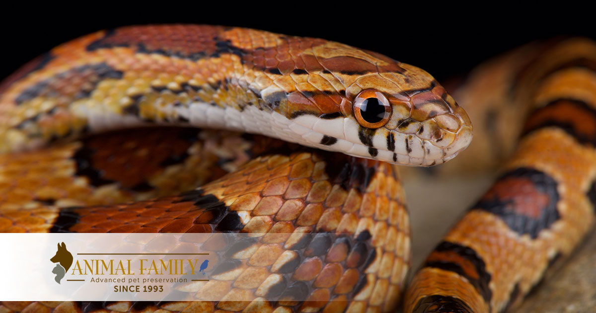 Taxidermy a snake