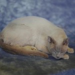 white and brown cat taxidermy