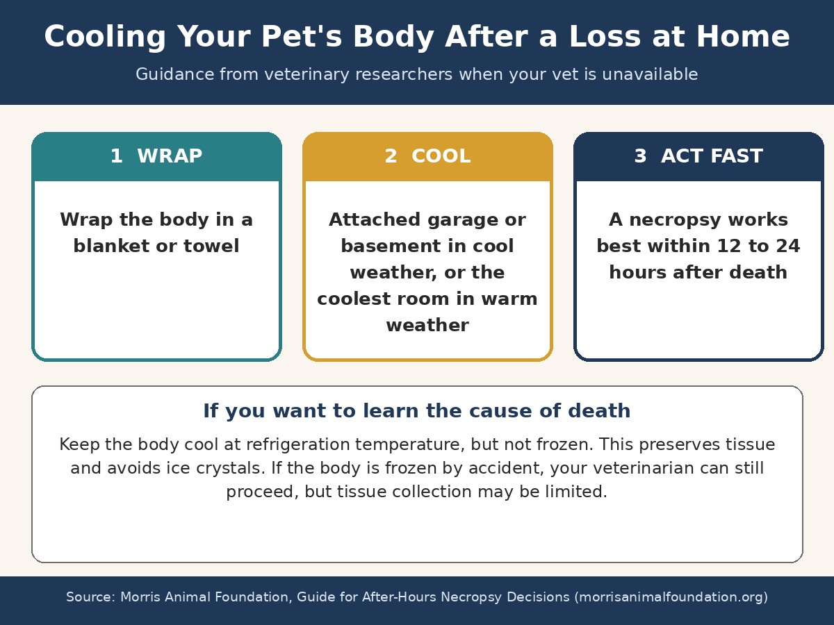 Cooling your pet after a loss at home Infographic showing how to cool your pet after a loss at home: wrap the body, use a cool location, and act within 12 to 24 hours for a necropsy