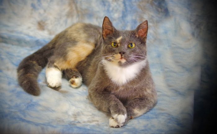 what happens if freeze-drying fails what happens if freeze-drying fails